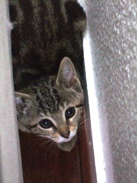 chaton01.jpg