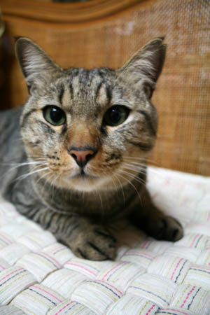 momotaro01.jpg