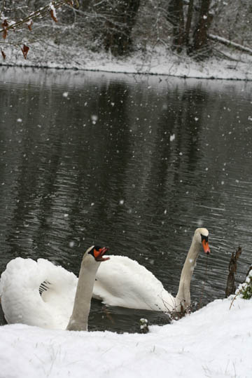 neige2009_07.jpg