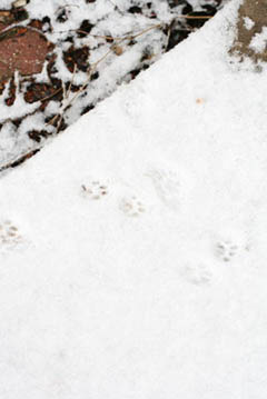 neige2009_11.jpg