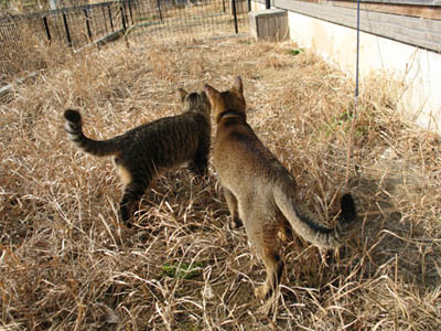 ralf_momotaro02.jpg